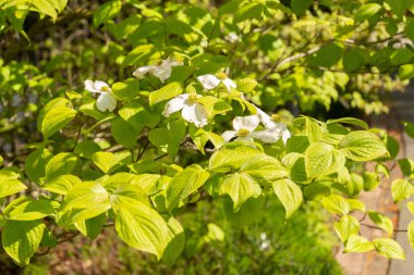 Zürih, İsviçre, 1 Mayıs 2024 Cornus Florida ya da botanik bahçesinde çiçek açan köpek ahşabı fabrikası