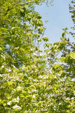 Zürih, İsviçre, 1 Mayıs 2024 Cornus Florida ya da botanik bahçesinde çiçek açan köpek ahşabı fabrikası