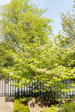 Zürih, İsviçre, 1 Mayıs 2024 Cornus Florida ya da botanik bahçesinde çiçek açan köpek ahşabı fabrikası