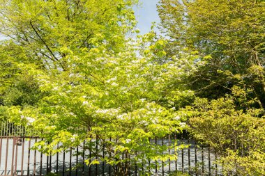 Zürih, İsviçre, 1 Mayıs 2024 Cornus Florida ya da botanik bahçesinde çiçek açan köpek ahşabı fabrikası