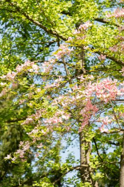 Zürih, İsviçre, 1 Mayıs 2024 Cornus Florida ya da botanik bahçesinde çiçek açan köpek ahşabı fabrikası