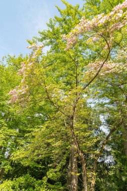 Zürih, İsviçre, 1 Mayıs 2024 Cornus Florida ya da botanik bahçesinde çiçek açan köpek ahşabı fabrikası