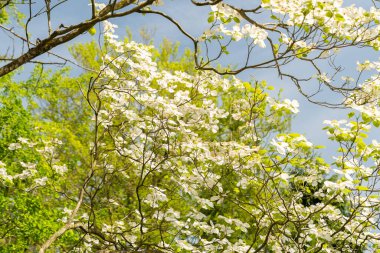 Zürih, İsviçre, 1 Mayıs 2024 Cornus Nuttallii veya botanik bahçesindeki Pasifik Dogwood bitkisi