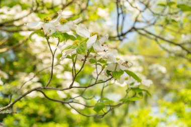 Zürih, İsviçre, 1 Mayıs 2024 Cornus Nuttallii veya botanik bahçesindeki Pasifik Dogwood bitkisi