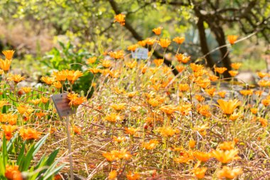 Zürih, İsviçre, 1 Mayıs 2024 Dimorphotheca Sinuata ya da botanik bahçesindeki glandüler marigold bitkisi