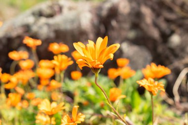 Zürih, İsviçre, 1 Mayıs 2024 Dimorphotheca Sinuata ya da botanik bahçesindeki glandüler marigold bitkisi