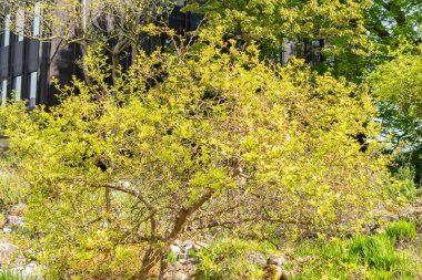 Zürih, İsviçre, 1 Mayıs 2024 Citrus Trifoliata veya botanik bahçesindeki Trifoliate portakal bitkisi