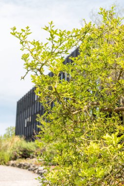 Zürih, İsviçre, 1 Mayıs 2024 Citrus Trifoliata veya botanik bahçesindeki Trifoliate portakal bitkisi