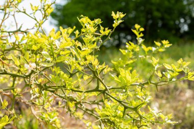 Zürih, İsviçre, 1 Mayıs 2024 Citrus Trifoliata veya botanik bahçesindeki Trifoliate portakal bitkisi