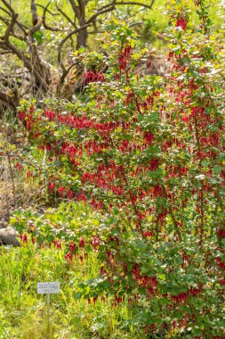 Zürih, İsviçre, 1 Mayıs 2024 Ribes Speciosum veya fuşya çiçekli bektaşi üzümü bitkisi botanik bahçesinde