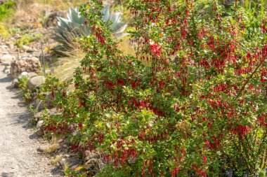 Zürih, İsviçre, 1 Mayıs 2024 Ribes Speciosum veya fuşya çiçekli bektaşi üzümü bitkisi botanik bahçesinde