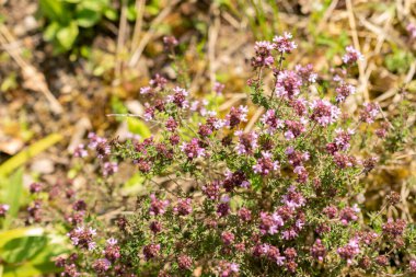 Zürih, İsviçre, 1 Mayıs 2024 Thymus Pallasianus bitkisi botanik bahçesinde