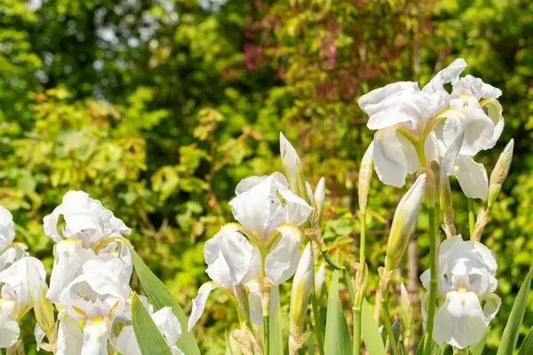 stock image Zurich, Switzerland, May 1, 2024 Iris Florentina plant at the botanical garden