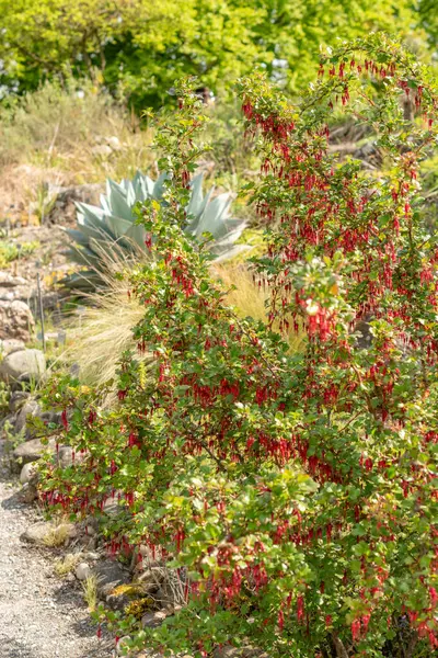Zürih, İsviçre, 1 Mayıs 2024 Ribes Speciosum veya fuşya çiçekli bektaşi üzümü bitkisi botanik bahçesinde