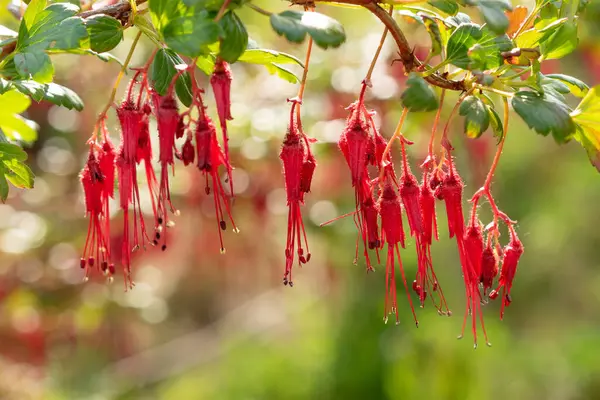 Zürih, İsviçre, 1 Mayıs 2024 Ribes Speciosum veya fuşya çiçekli bektaşi üzümü bitkisi botanik bahçesinde