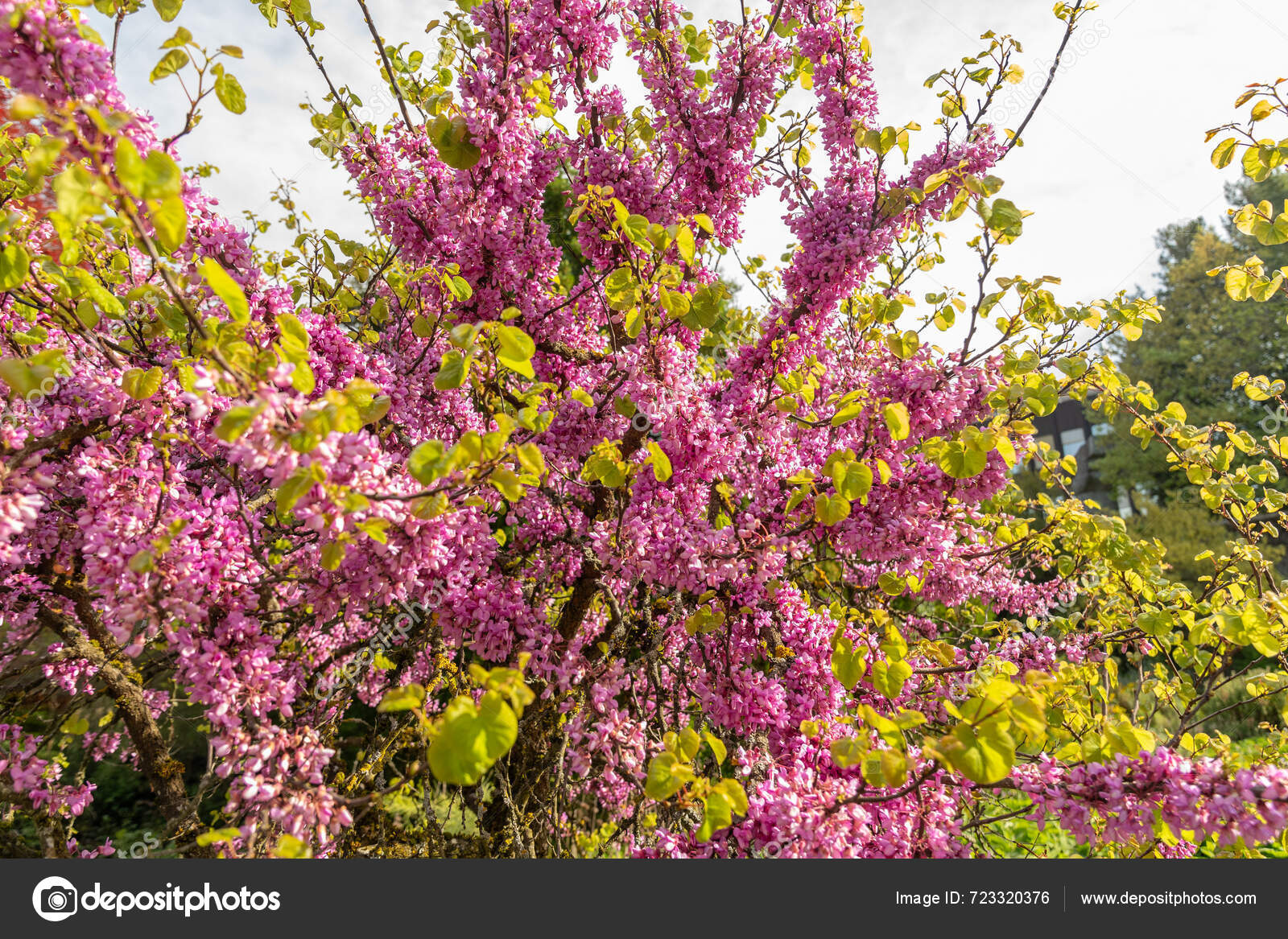 Цюрих Швейцария Мая 2024 Cercis Siliquastrum Дерево Иуды Ботаническом