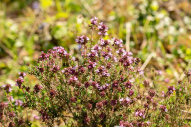 Zürih, İsviçre, 1 Mayıs 2024 Thymus Pallasianus bitkisi botanik bahçesinde