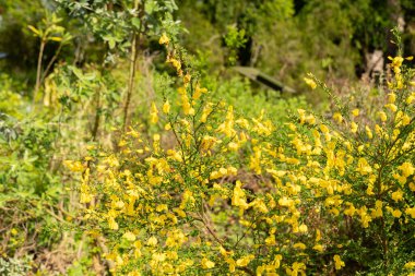 Zürih, İsviçre, 1 Mayıs 2024 Petteria Ramentacea veya botanik bahçesindeki dalmaçyalı laburnum bitkisi