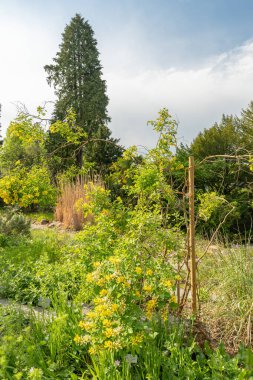 Zürih, İsviçre, 1 Mayıs 2024 Petteria Ramentacea veya botanik bahçesindeki dalmaçyalı laburnum bitkisi