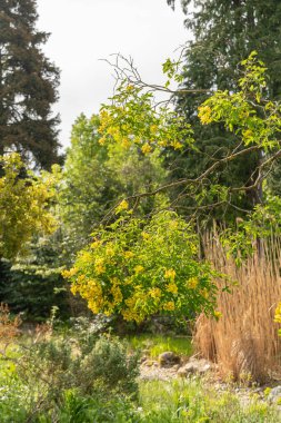 Zürih, İsviçre, 1 Mayıs 2024 Petteria Ramentacea veya botanik bahçesindeki dalmaçyalı laburnum bitkisi