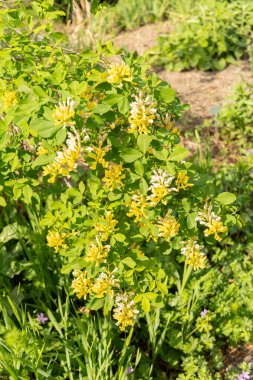 Zürih, İsviçre, 1 Mayıs 2024 Petteria Ramentacea veya botanik bahçesindeki dalmaçyalı laburnum bitkisi