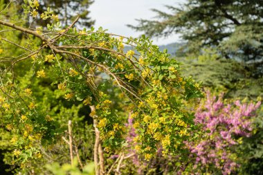 Zürih, İsviçre, 1 Mayıs 2024 Petteria Ramentacea veya botanik bahçesindeki dalmaçyalı laburnum bitkisi