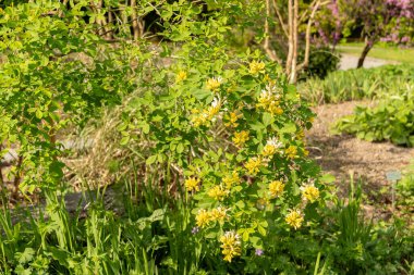 Zürih, İsviçre, 1 Mayıs 2024 Petteria Ramentacea veya botanik bahçesindeki dalmaçyalı laburnum bitkisi