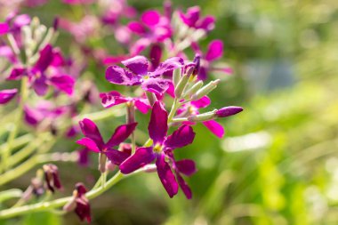 Zürih, İsviçre, 1 Mayıs 2024 Matthiola Incana veya botanik bahçesindeki Brompton fabrikası