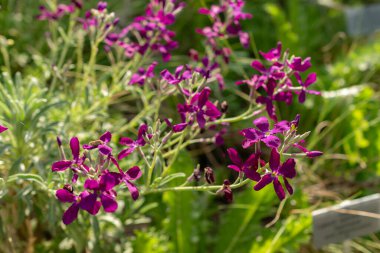 Zürih, İsviçre, 1 Mayıs 2024 Matthiola Incana veya botanik bahçesindeki Brompton fabrikası