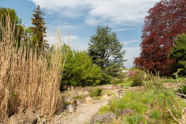 Zürih, İsviçre, 1 Mayıs 2024 Baharda güneşli bir günde botanik bahçesinde