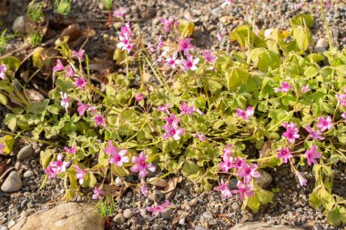 Zürih, İsviçre, 1 Mayıs 2024 Oxalis Articulata veya botanik bahçesindeki pembe doru bitkisi