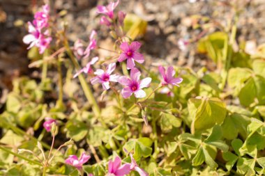 Zürih, İsviçre, 1 Mayıs 2024 Oxalis Articulata veya botanik bahçesindeki pembe doru bitkisi