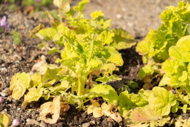 Zürih, İsviçre, 1 Mayıs 2024 Francoa Sonchifolia veya botanik bahçesindeki düğün çiçeği