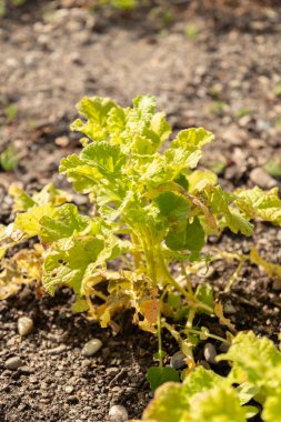 Zürih, İsviçre, 1 Mayıs 2024 Francoa Sonchifolia veya botanik bahçesindeki düğün çiçeği