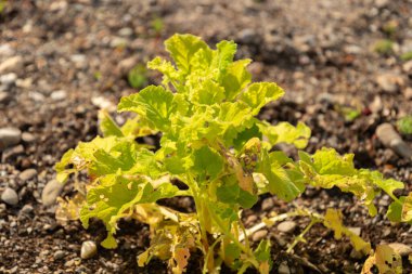 Zürih, İsviçre, 1 Mayıs 2024 Francoa Sonchifolia veya botanik bahçesindeki düğün çiçeği