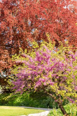 Zürih, İsviçre, 1 Mayıs 2024 Cercis Siliquastrum veya botanik bahçesindeki Judas ağacı