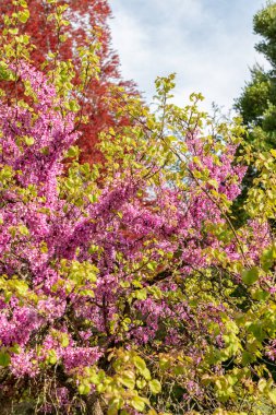 Zürih, İsviçre, 1 Mayıs 2024 Cercis Siliquastrum veya botanik bahçesindeki Judas ağacı