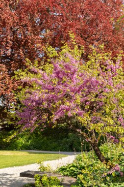 Zürih, İsviçre, 1 Mayıs 2024 Cercis Siliquastrum veya botanik bahçesindeki Judas ağacı