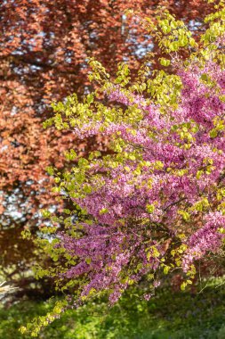 Zürih, İsviçre, 1 Mayıs 2024 Cercis Siliquastrum veya botanik bahçesindeki Judas ağacı