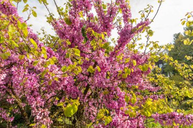 Zürih, İsviçre, 1 Mayıs 2024 Cercis Siliquastrum veya botanik bahçesindeki Judas ağacı