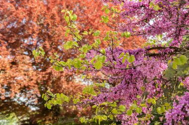 Zürih, İsviçre, 1 Mayıs 2024 Cercis Siliquastrum veya botanik bahçesindeki Judas ağacı