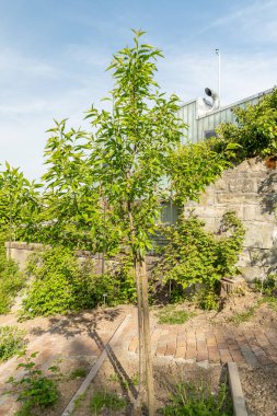 Zürih, İsviçre, 1 Mayıs 2024 Prunus Dulcis veya botanik bahçesindeki Badem bitkisi