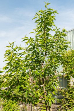 Zürih, İsviçre, 1 Mayıs 2024 Prunus Dulcis veya botanik bahçesindeki Badem bitkisi