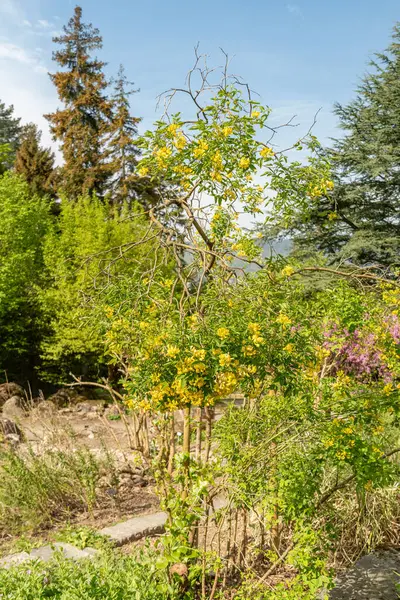 Zürih, İsviçre, 1 Mayıs 2024 Petteria Ramentacea veya botanik bahçesindeki dalmaçyalı laburnum bitkisi