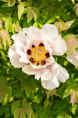 Zürih, İsviçre, 1 Mayıs 2024 Paeonia Rockii veya botanik bahçesindeki şakayık bitkisini taşır.