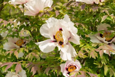 Zürih, İsviçre, 1 Mayıs 2024 Paeonia Rockii veya botanik bahçesindeki şakayık bitkisini taşır.