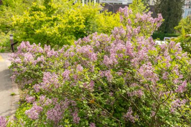 Zürih, İsviçre, 1 Mayıs 2024 Botanik Bahçesindeki Şırınga Meyeri bitkisi