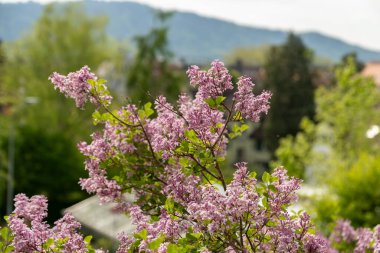 Zürih, İsviçre, 1 Mayıs 2024 Botanik Bahçesindeki Şırınga Meyeri bitkisi