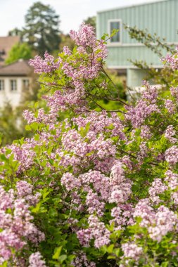 Zürih, İsviçre, 1 Mayıs 2024 Botanik Bahçesindeki Şırınga Meyeri bitkisi