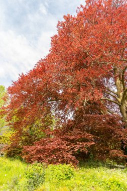 Zürih, İsviçre, 1 Mayıs 2024 Fagus Sylvatica veya botanik bahçesindeki kayın bitkisi